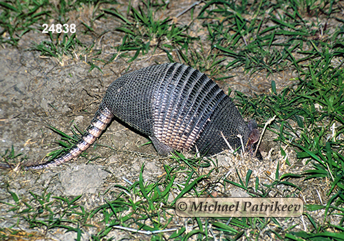 Nine-banded Armadillo (Dasypus novemcinctus)